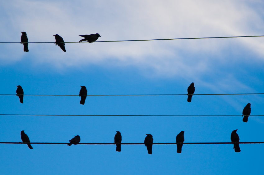 birds-on-power-lines